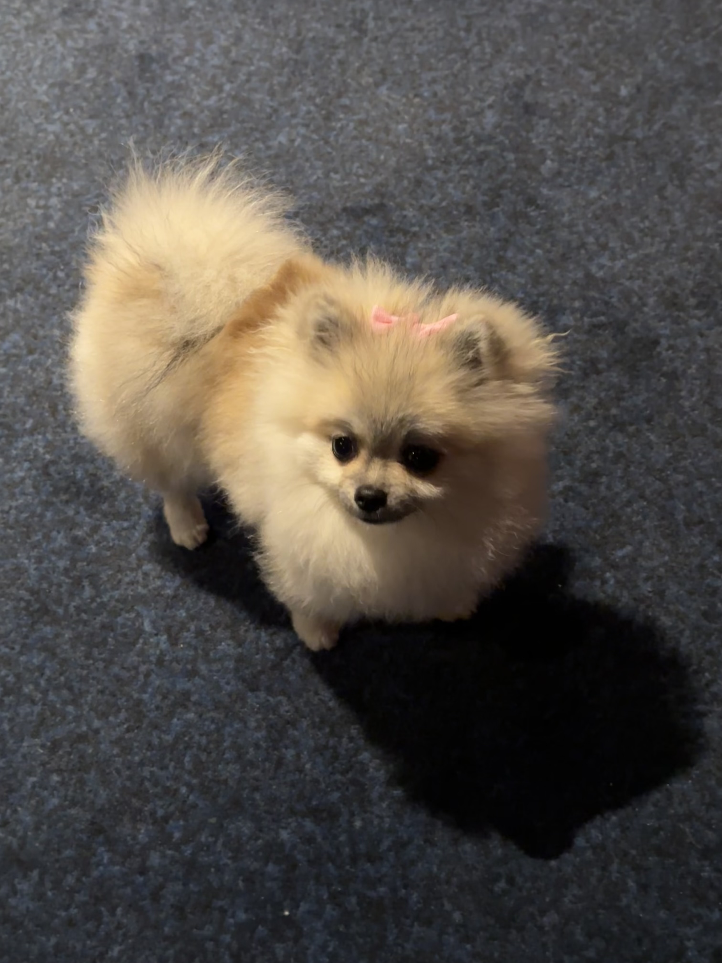 Nala, la spitz à l'origine de pömö